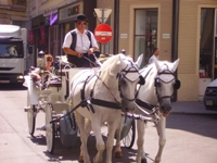 sightseeing tours in a Viennese carriage