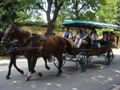 horse-drawn "Omnibus" tours